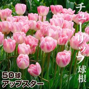 国華園 チューリップ 球根 アップスター 50球 チューリップの球根
