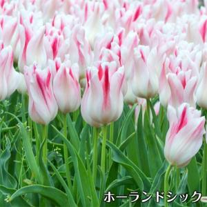 球根 チューリップ　ホーランドシック　　50球