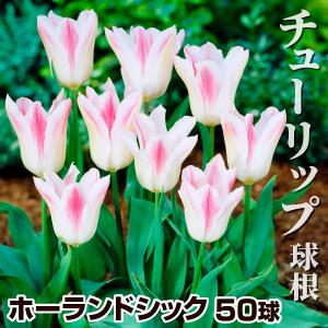国華園 チューリップ 球根 ホーランドシック 10球 : 花と緑 国華園
