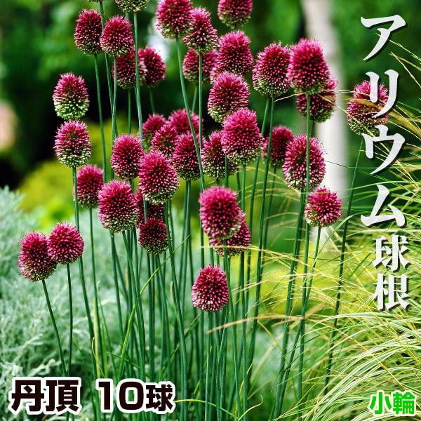 アリウム 球根 丹頂 (小輪) 10球 アリウムの球根 アリウムの花 秋植え球根