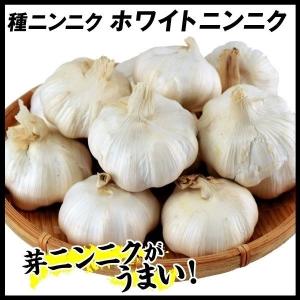 ニンニク 種球 ホワイトニンニク ( 種球  ) ( 中国産