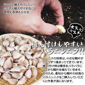 国華園 ニンニク 種球 嘉定ニンニク (バラ)...の詳細画像3