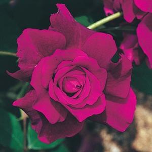 バラ苗のランキングtop100 人気売れ筋ランキング Yahoo ショッピング