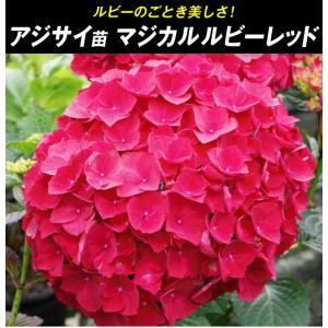 国華園 アジサイ苗 マジカルルビーレッドPVP...の詳細画像1