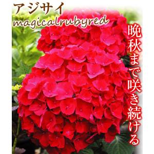 国華園 アジサイ苗 マジカルルビーレッドPVP...の詳細画像3