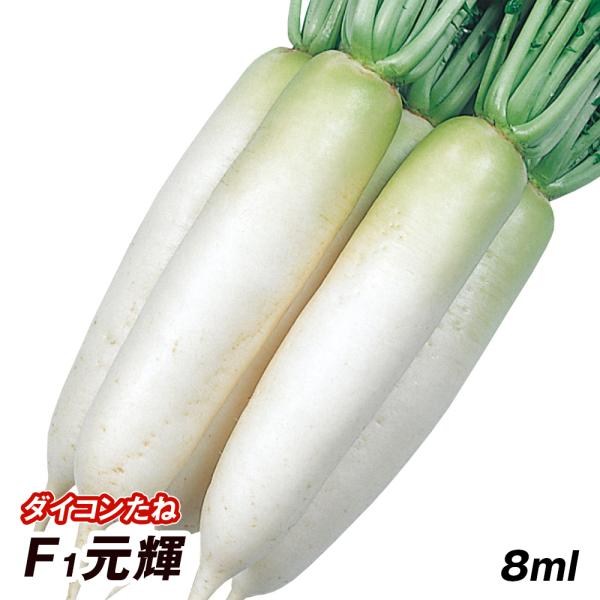 種 野菜たね ダイコン F1元輝 1袋（8ml） 大根 野菜の種 国華園