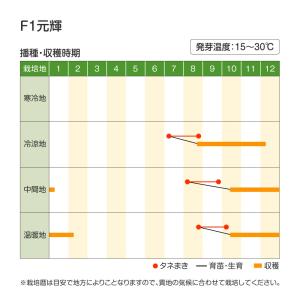 国華園 種 野菜たね ダイコン F1元輝 1袋...の詳細画像2