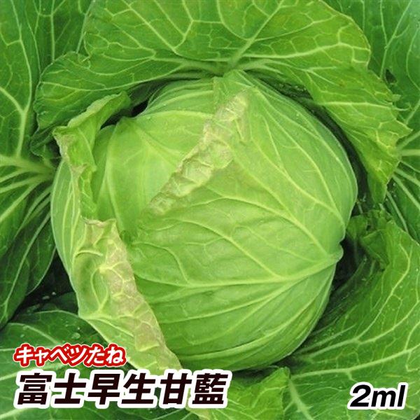 種 野菜たね キャベツ 富士早生甘藍 1袋（2ml） 甘藍 野菜の種 国華園