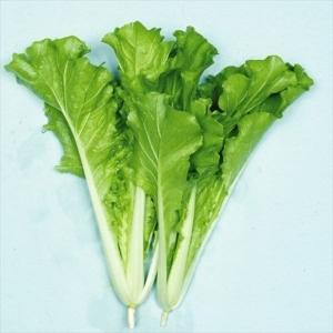 国華園 種 野菜たね 菜類 東京べかな 1袋（10ml） やさいの種
