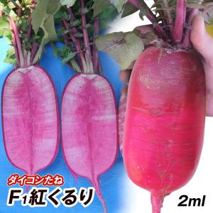 紅芯大根 種の商品一覧 通販 Yahoo ショッピング