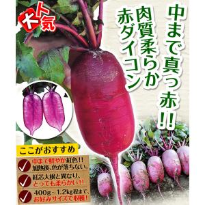 国華園 種 野菜たね ダイコン F1紅くるり ...の詳細画像3