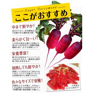 国華園 種 野菜たね ダイコン F1紅くるり ...の詳細画像4