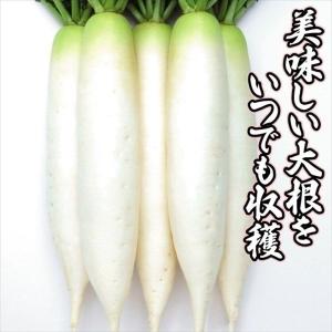 種 野菜たね ダイコン F1四季播き大根 1袋(4ml)｜kokkaen
