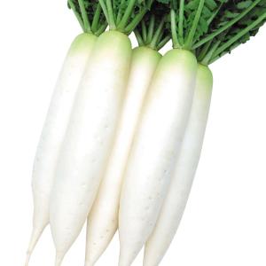 国華園 種 野菜たね ダイコン F1四季播き大根...の商品画像