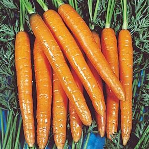 国華園 種 野菜たね ニンジン スイートキャロット 1袋（5ml） 人参 やさいの種