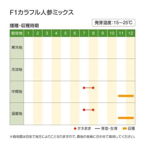 国華園 種 野菜たね ニンジン F1カラフル人...の詳細画像2
