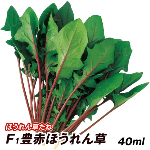 種 野菜たね ホウレン草 F1豊赤ほうれん草 1袋（40ml） 法蓮草 ほうれんそう 野菜の種 国華...
