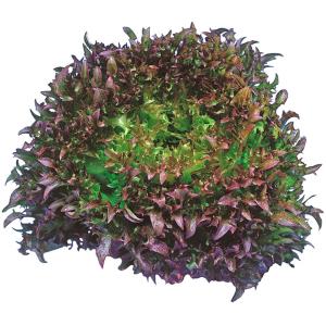 国華園 種 野菜たね レタス ハンサムレッド1号 1袋（コート種子 80粒） やさいの種