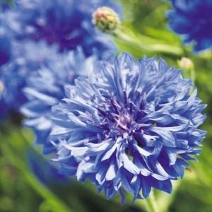 国華園 種 花たね 矢車草 ブルーボーイ 1袋(500mg) / 花の種 通販 花種 はなたね ヤグルマソウ 矢車菊 ヤグルマギク
