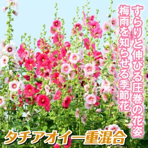 国華園 種 花たね タチアオイ 一重咲混合 1...の詳細画像1