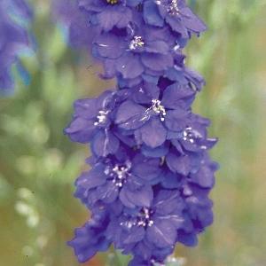 国華園 種 花たね 千鳥草 青花 1袋(200mg) / 花の種 通販 花種 はなたね チドリソウ ラークスパー 切花向き