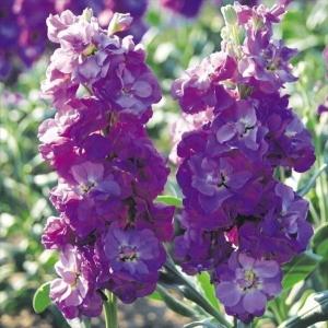 国華園 種 花たね ストック ライラック 1袋(80mg) / 花の種 通販 花種 はなたね アラセイトウ 切花向き アレンジ向き