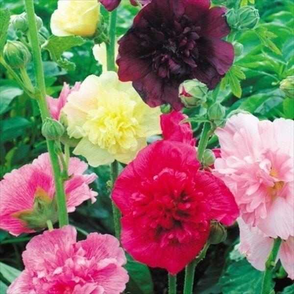 花種 花たね タチアオイ マジョレットミックス  1袋（300mg）