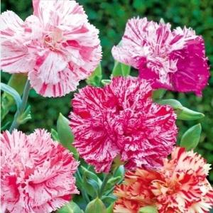 国華園 種 花たね カーネーション ピコティーファンタジー 1袋(200mg) / 花の種 通販 花種 はなたね ダイアンサス 撫子 ナデシコ 母の日