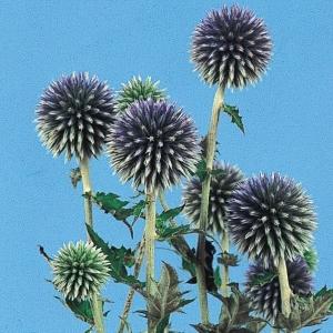 ルリタマアザミ 種 瑠璃玉あざみ 1袋(50mg) / ルリタマアザミの種