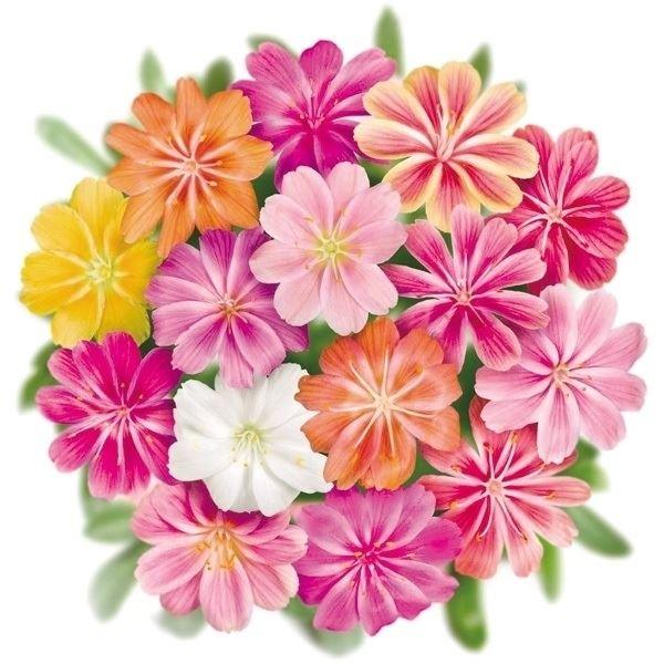 花種 花たね レウィシア エリーゼミックス  1袋（15粒）