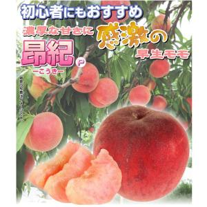 国華園 果樹苗 モモ 昂紀PVP (富士野生桃...の詳細画像1