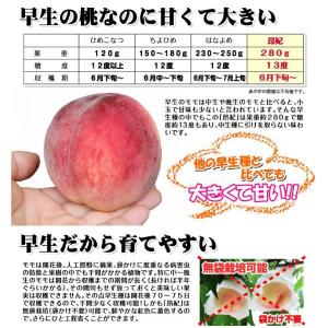 国華園 果樹苗 モモ 昂紀PVP (富士野生桃...の詳細画像2