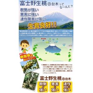 国華園 果樹苗 モモ 昂紀PVP (富士野生桃...の詳細画像4