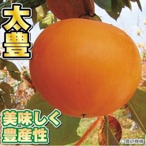 国華園 果樹苗 カキ 完全甘柿 太豊PVPプレミアム苗 1株 : 花と緑 国