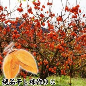 国華園 果樹苗 カキ 渋柿 夢西条 1株