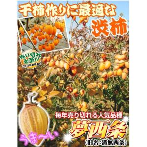 国華園 果樹苗 カキ 渋柿 夢西条 1株の詳細画像1