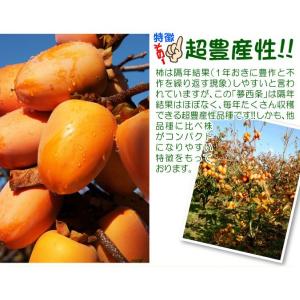 国華園 果樹苗 カキ 渋柿 夢西条 1株の詳細画像2