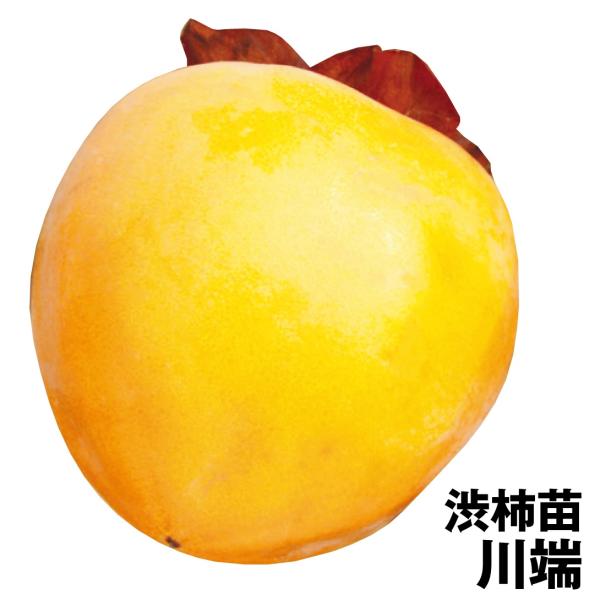 カキ 渋柿 川端 1株 果樹苗 国華園