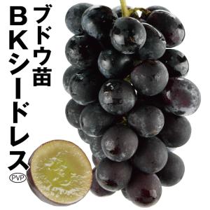 BKシードレスぶどえPVP苗木 ブドウ BKシードレス（PVP） 接木苗 1本（入荷予定：2025年11