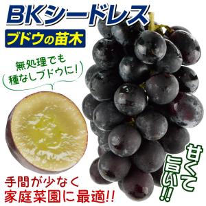 国華園 果樹苗 ブドウ BKシードレスPVP 1株の詳細画像1