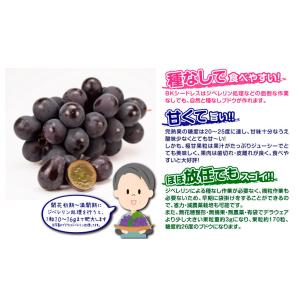 国華園 果樹苗 ブドウ BKシードレスPVP 1株の詳細画像2