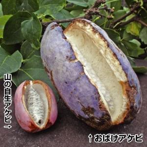 国華園 果樹苗 アケビ おばけアケビ 1株の商品画像