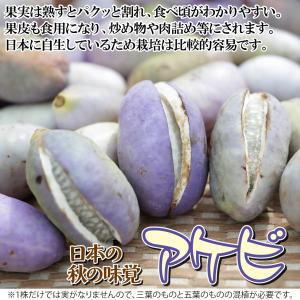 国華園 果樹苗 アケビ おばけアケビ 1株の詳細画像1