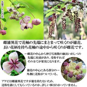 国華園 果樹苗 アケビ おばけアケビ 1株の詳細画像2