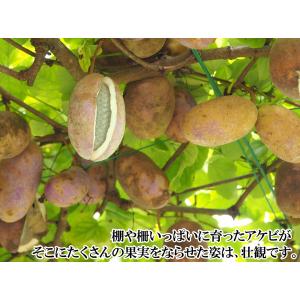 国華園 果樹苗 アケビ おばけアケビ 1株の詳細画像3