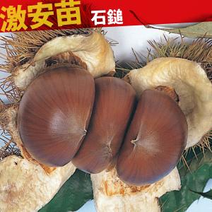 国華園 果樹苗 クリ 石鎚 1株の商品画像