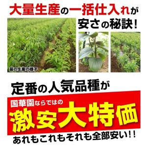 国華園 果樹苗 モモ あかつき 1株の詳細画像2