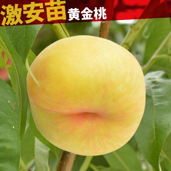 国華園 果樹苗 モモ 黄金桃 1株