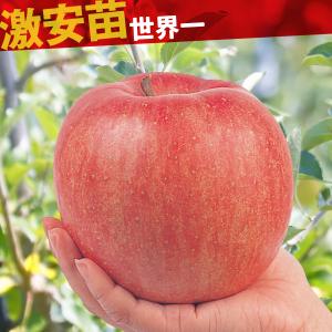 国華園 果樹苗 リンゴ 世界一 1株