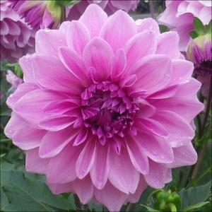 ダリア苗の商品一覧 通販 Yahoo ショッピング